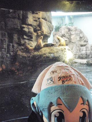 アシカ