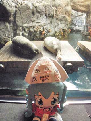 アザラシ