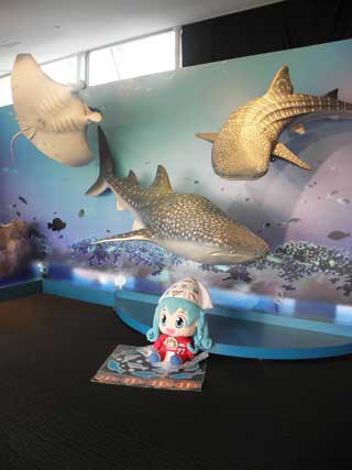 鮫の模型