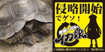 カメとイカ